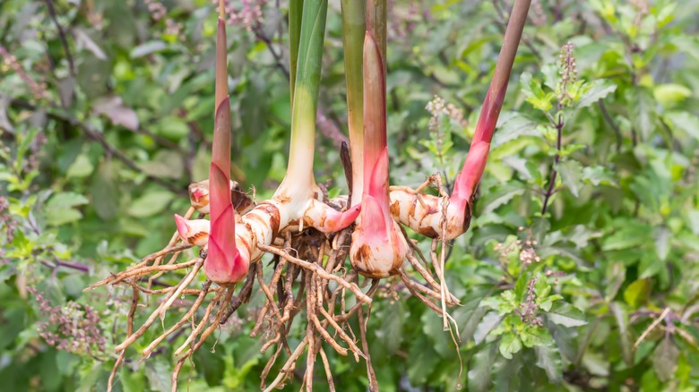 Galangal roots in field 