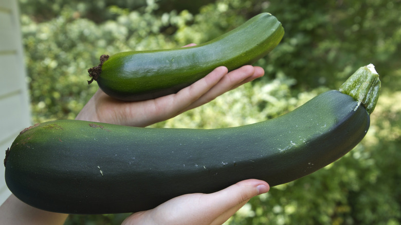 large zucchini, mature zucchini