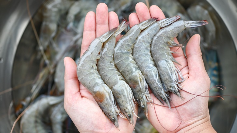 holding raw prawns over water bowl