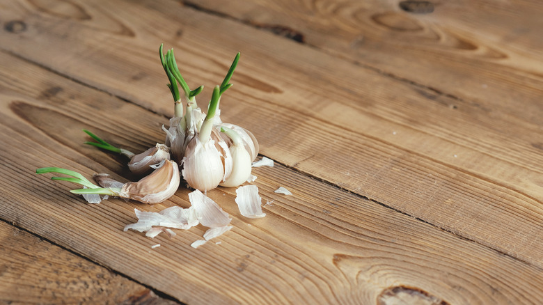 Sprouted garlic on table