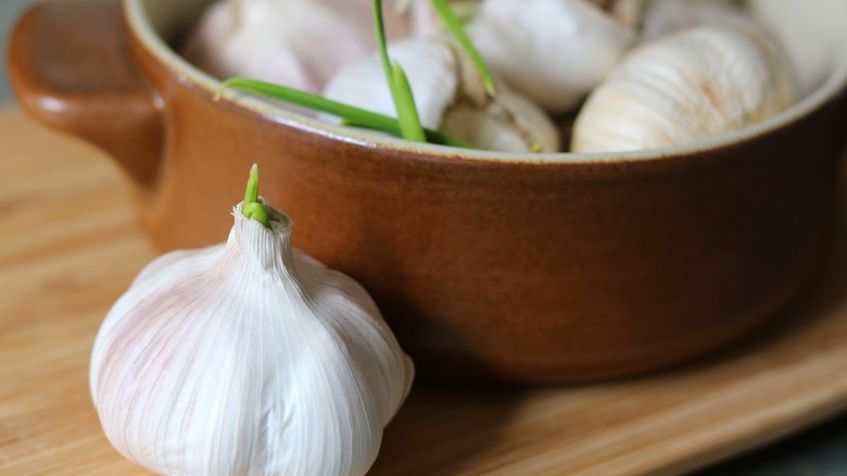 Sprouted garlic in a pot