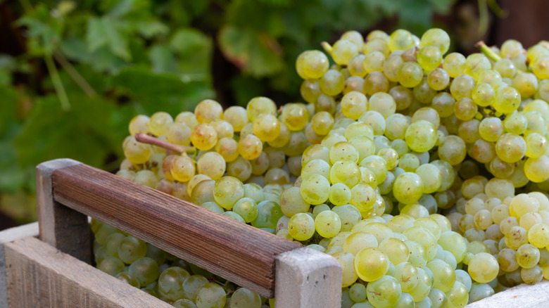 Wine grapes