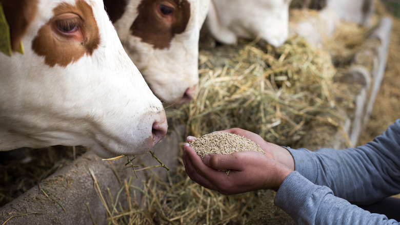 Farmer feeding grain to cattle