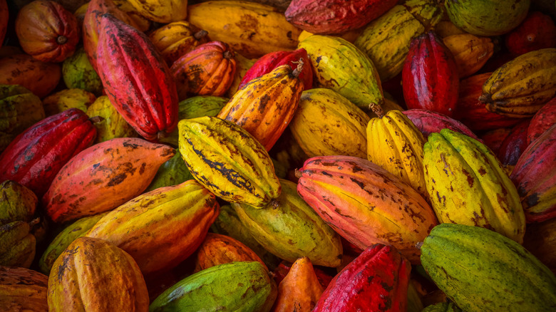 variety of cocoa pods