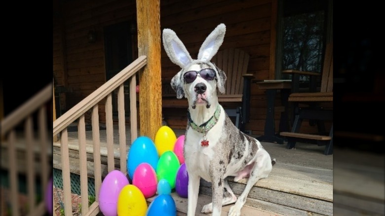 Great Dane in bunny ears