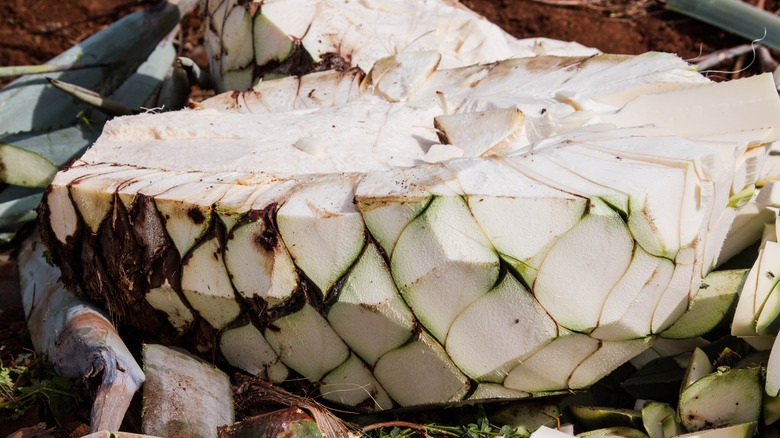 Split blue agave heart