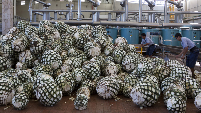 agave pinas at don julio distillery