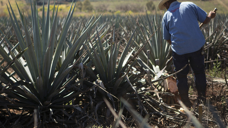 Don julio tequilero agave field 