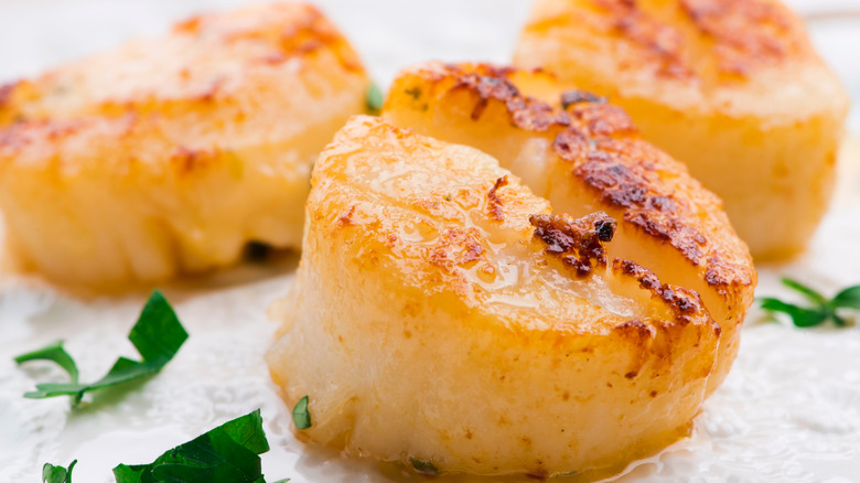 seared scallops