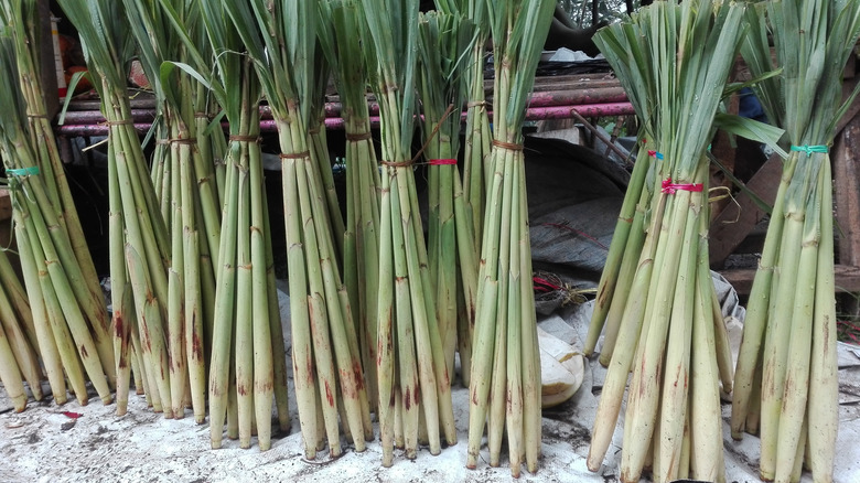 Pile of Fiji asparagus plants