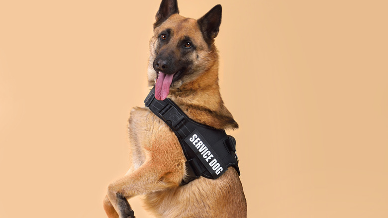 Malinois sitting up and wearing service dog vest