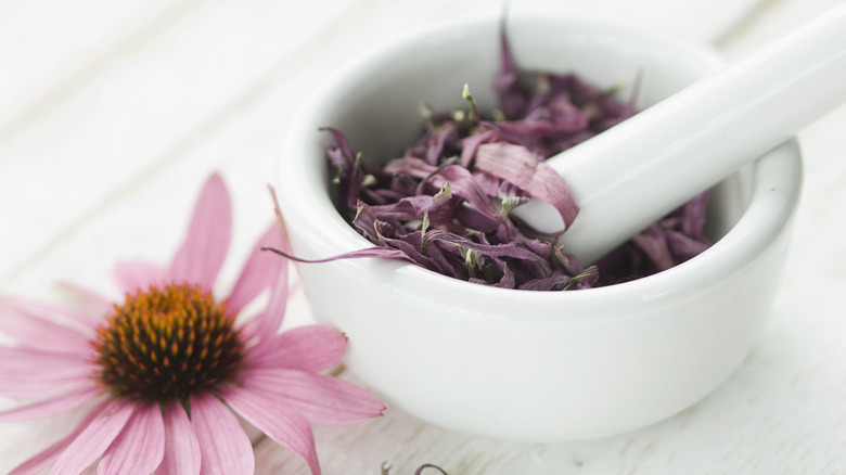 Purple echinacea flower leaves mortar and pestle