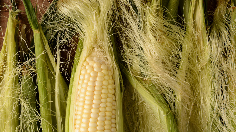 corn ears with silk