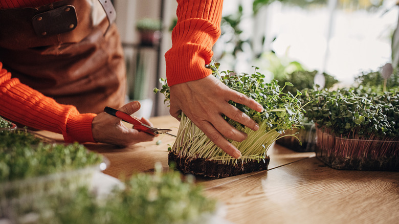 cutting microgreens