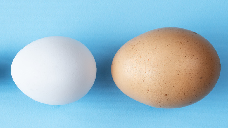 White chicken egg and brown duck egg on a blue background