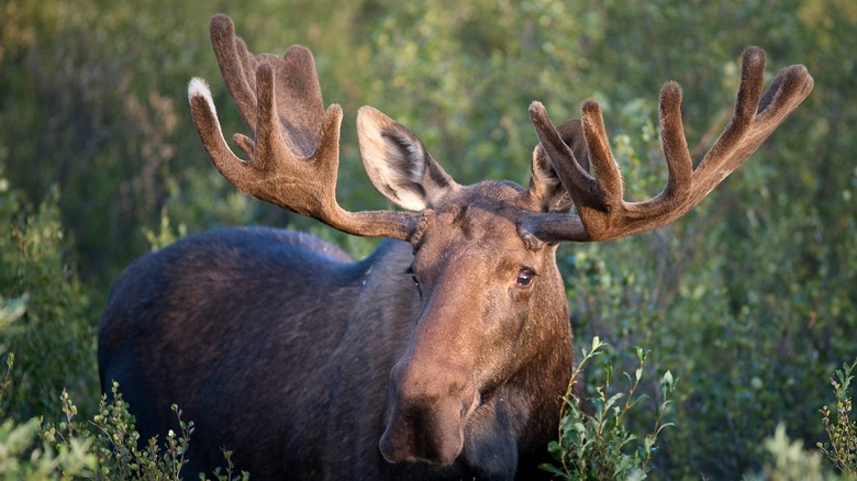 A bull moose in the wild