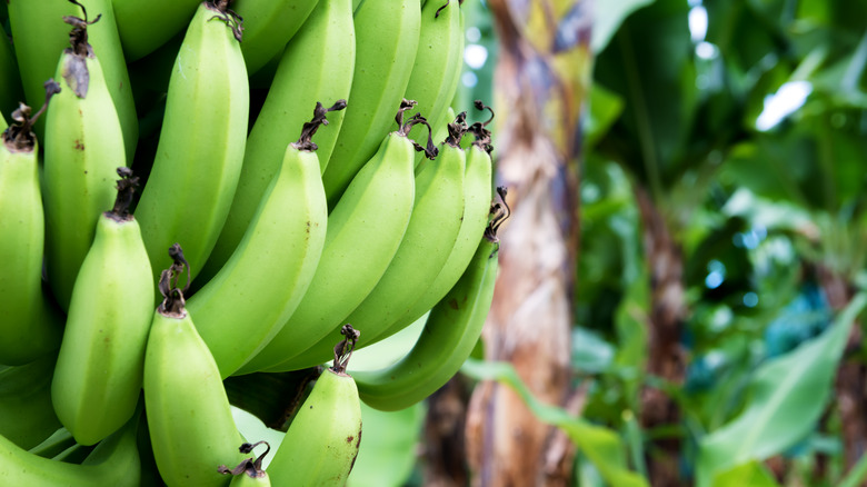 Bunch of green bananas