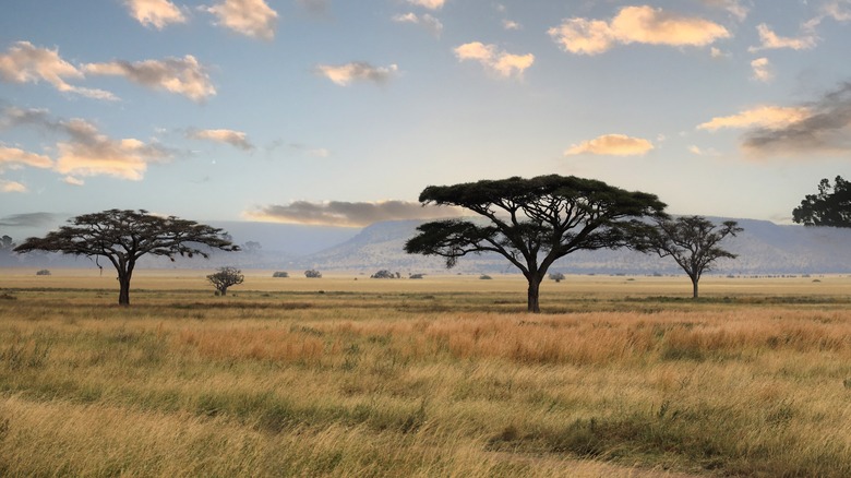 Tanzania landscape with trees