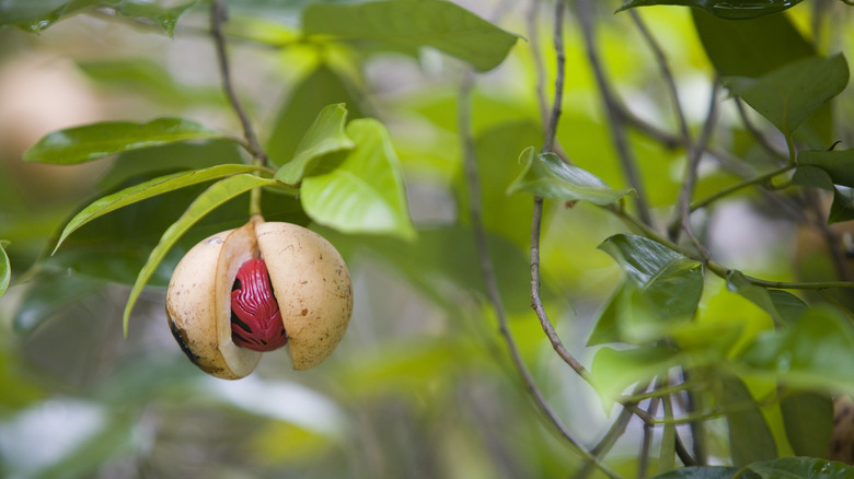 nutmeg fruit hanging from tree