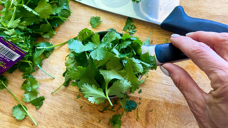 cilantro in a cup 