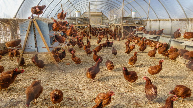 Cage-free chickens