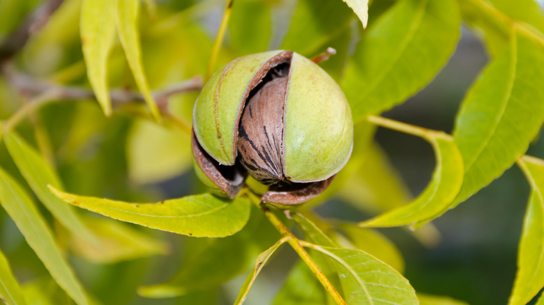 green pecan on tree