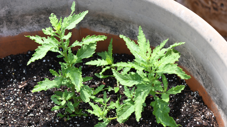 epazote growing in a pot