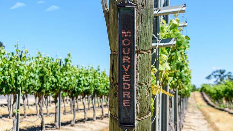 Mourvedre vineyard grapevines blue sky