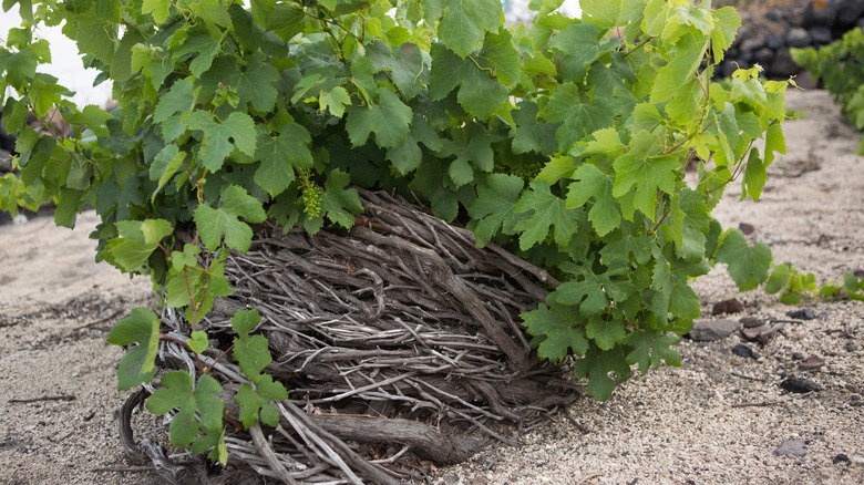 Assyrtiko basket vine