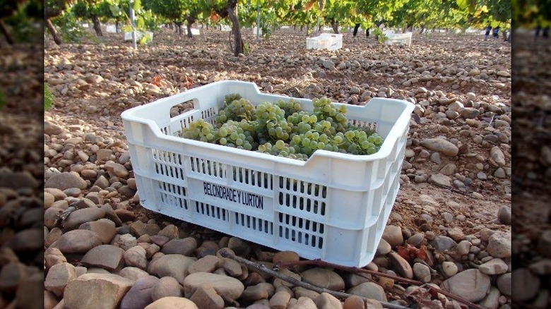 Verdejo fruit in vineyard