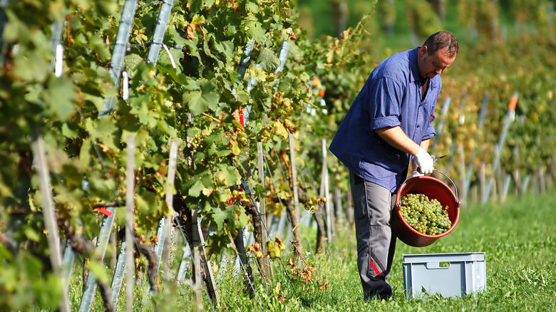 Vintner harvesting white grapes