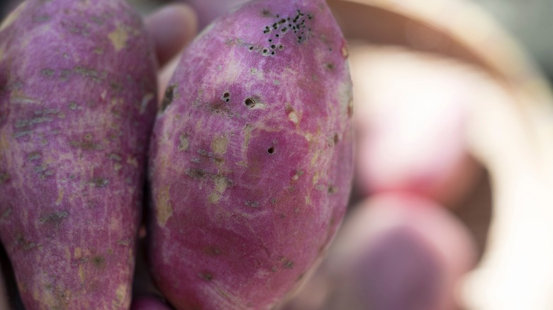 Close up of purple ube