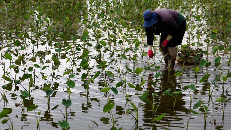 Taro root paddy