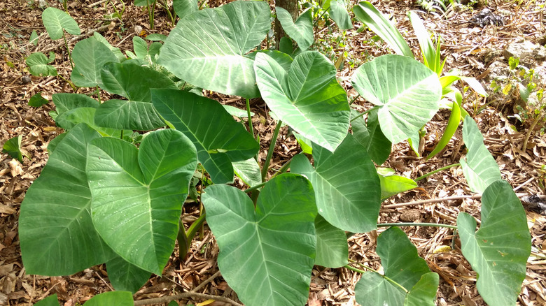 Malanga plants outside