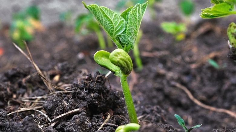 bean sprouting in soil