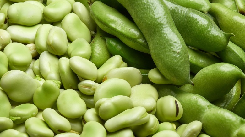 fava beans shelled and in pods