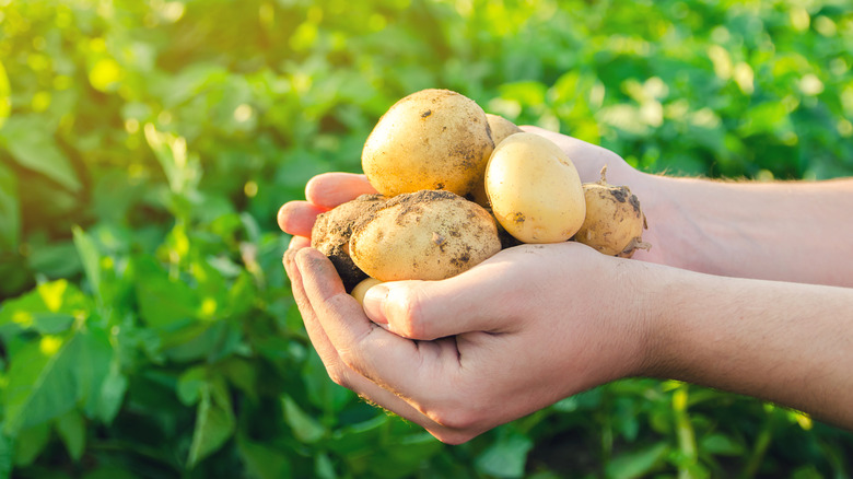 handful of potatoes