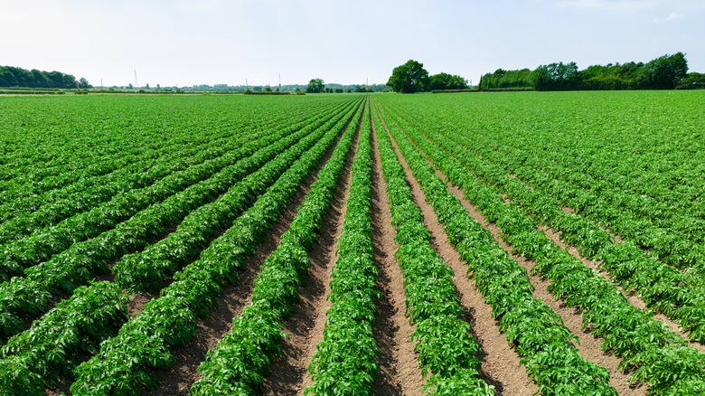 large potato field