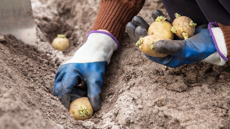 person planting potatoes