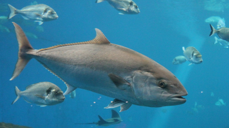 tuna swimming in sea