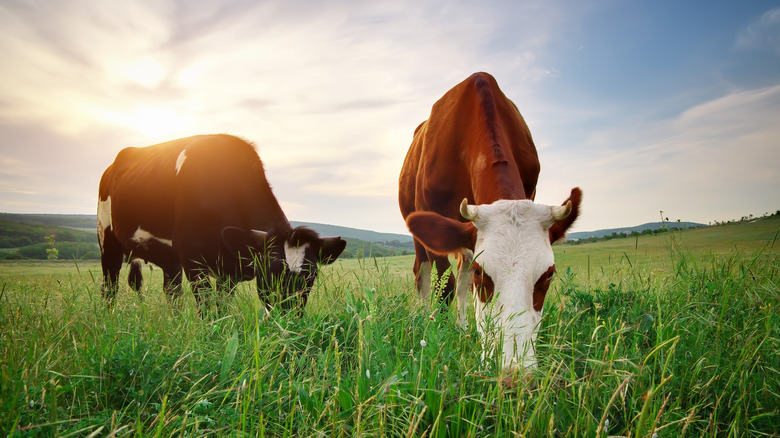 Cows grazing in a field