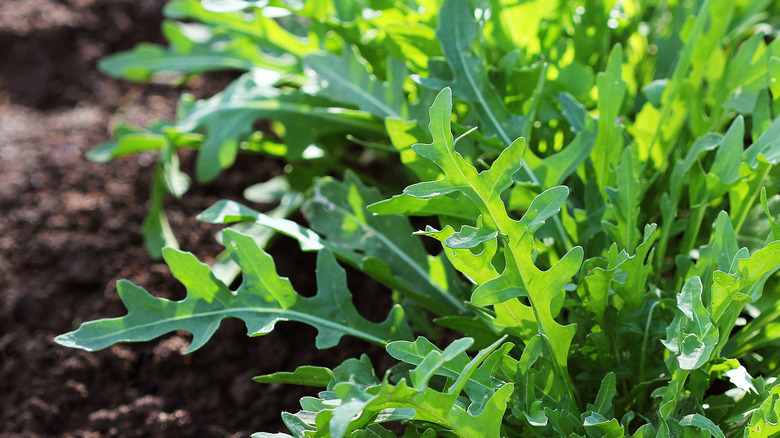 Green arugula growing in dirt