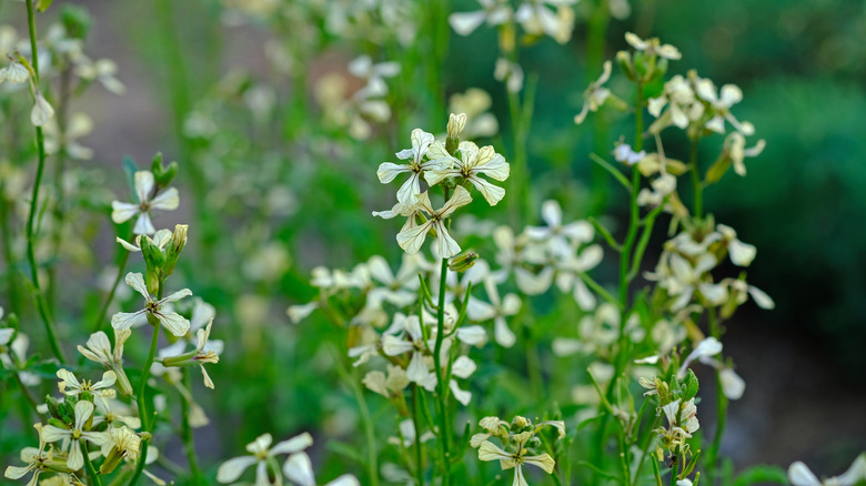 Cream colored flowers growing on thin green stems