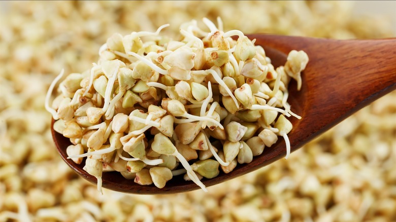 spoonful of sprouted buckwheat