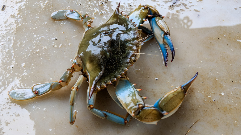 Maryland blue crab 