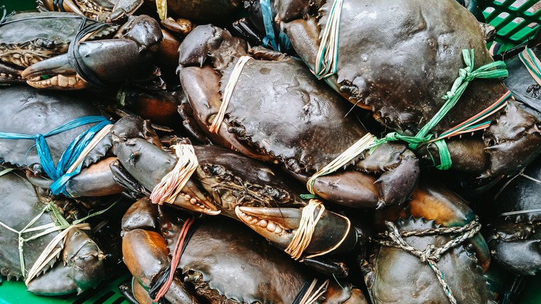 Live crabs in a basket