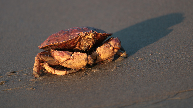 Peekytoe crab on the beach