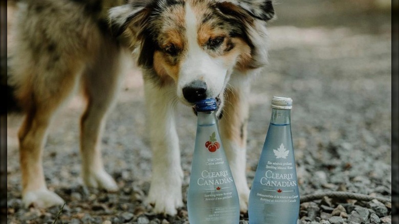 Dog with Clearly Canadian