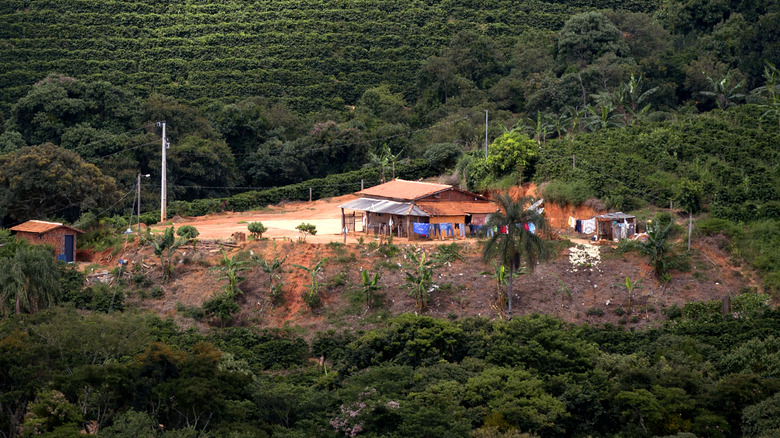 Coffee plantation community