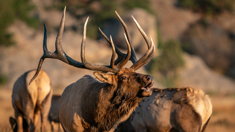 Wild elk in prairie